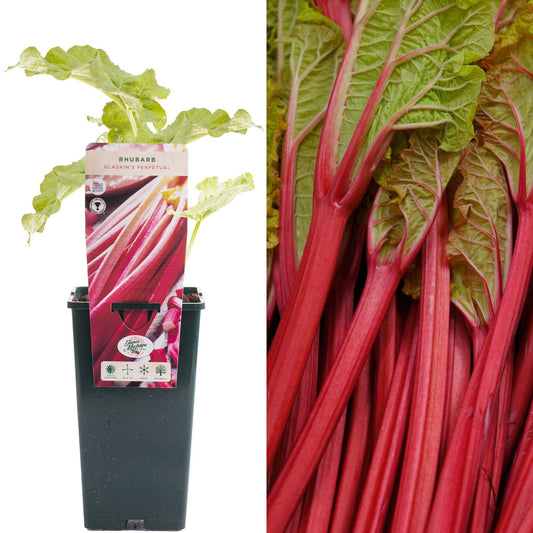 Rhubarb Glaskins Perpetual