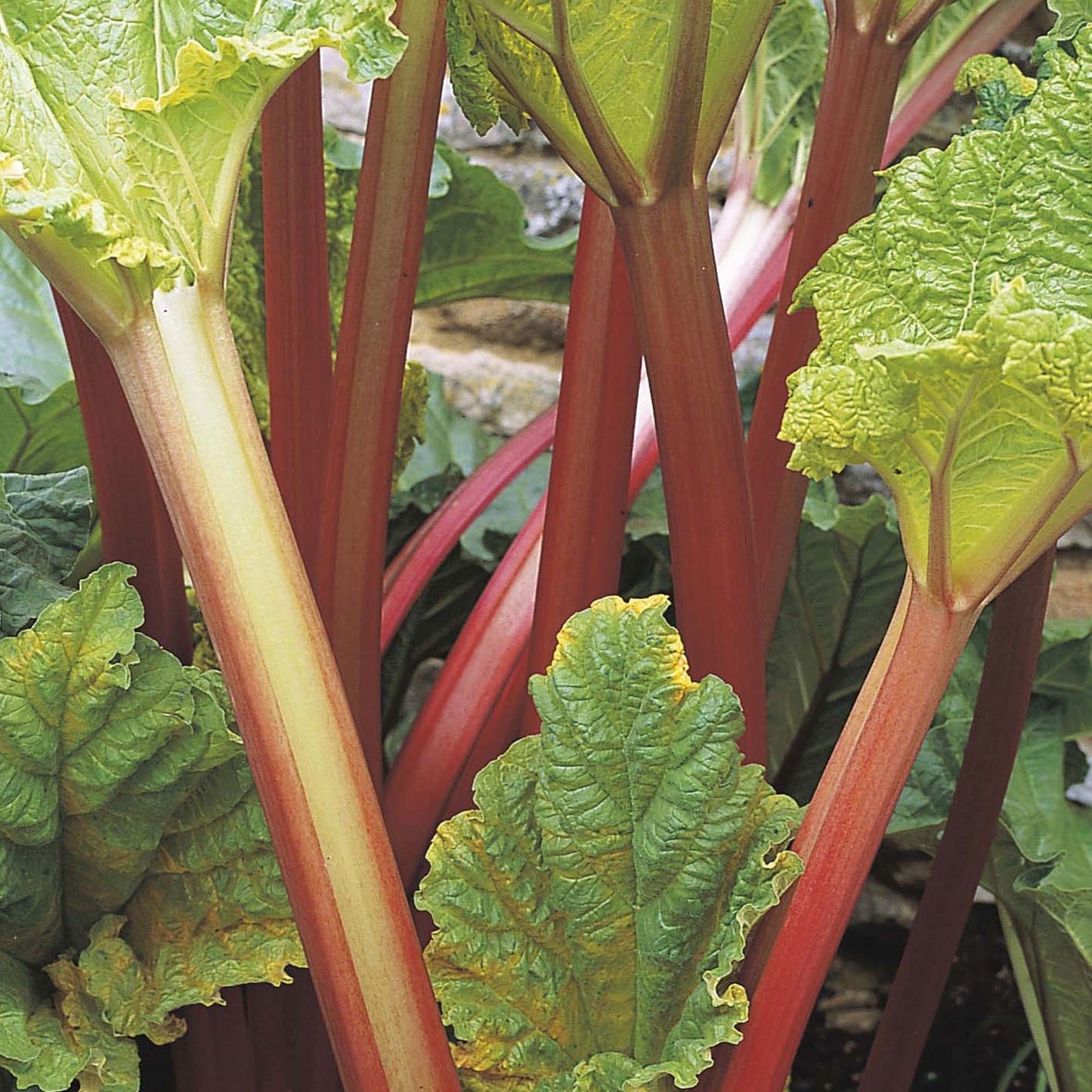 Rhubarb Timperley Early