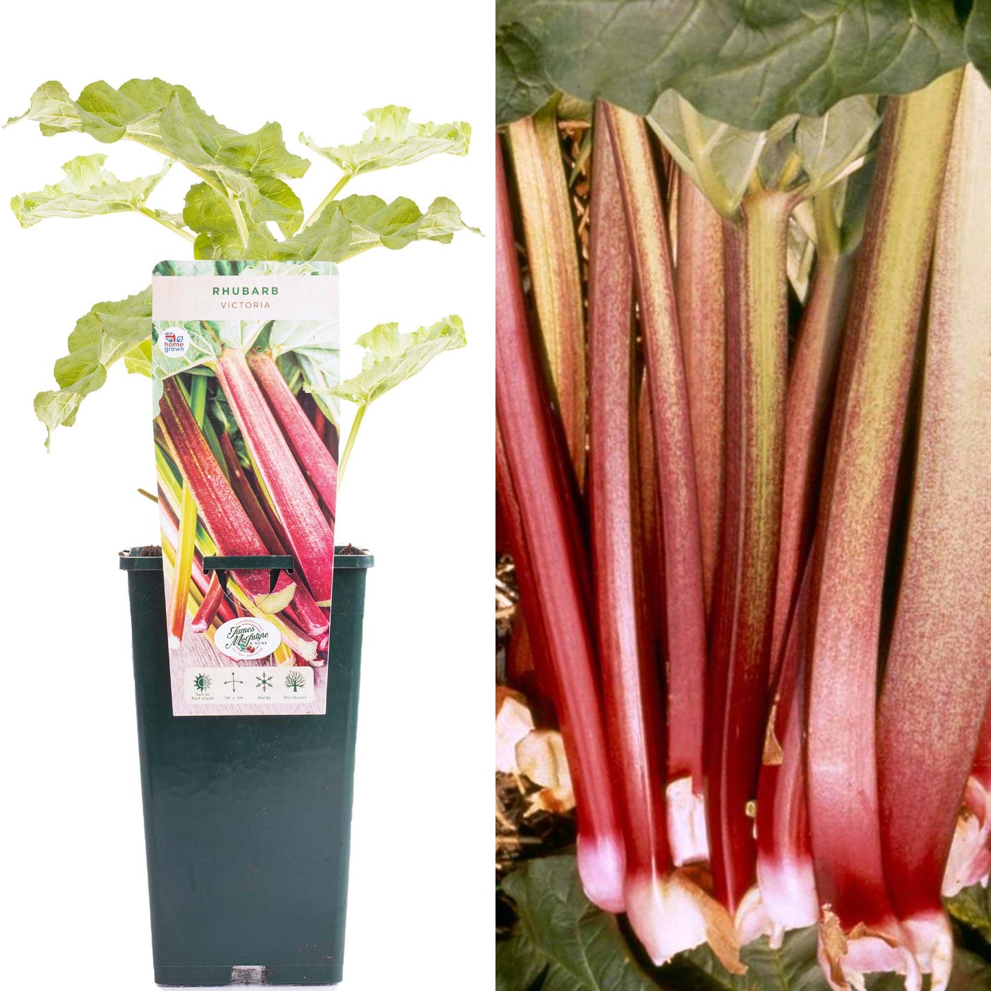 Rhubarb Victoria