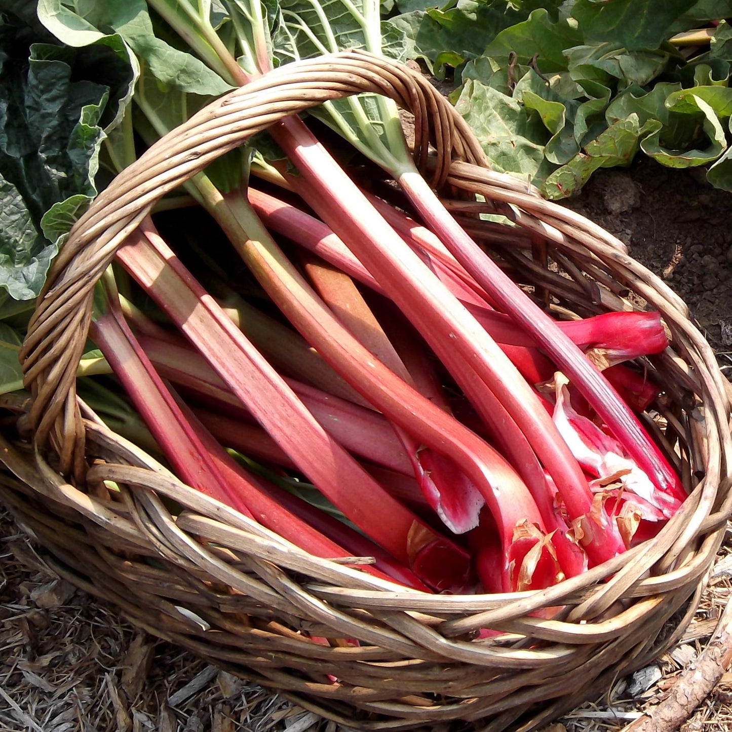 Rhubarb Champagne