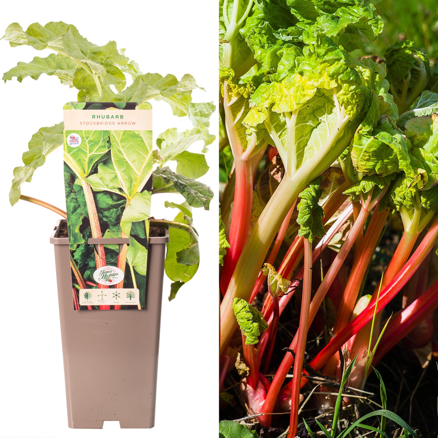 Rhubarb Stockbridge Arrow