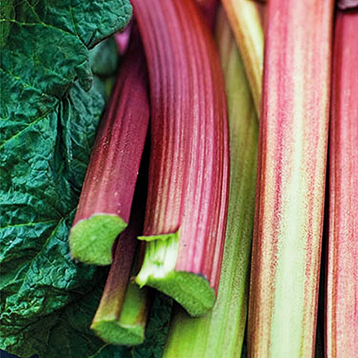 Rhubarb Stockbridge Arrow