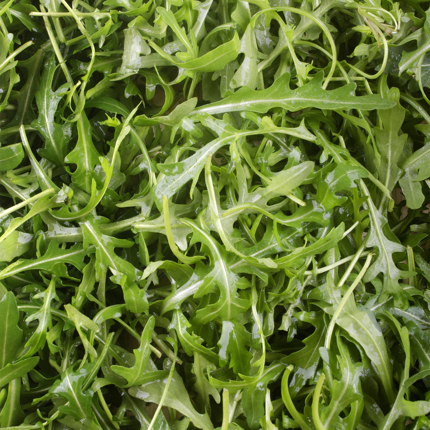 Herb - Rocket Wild