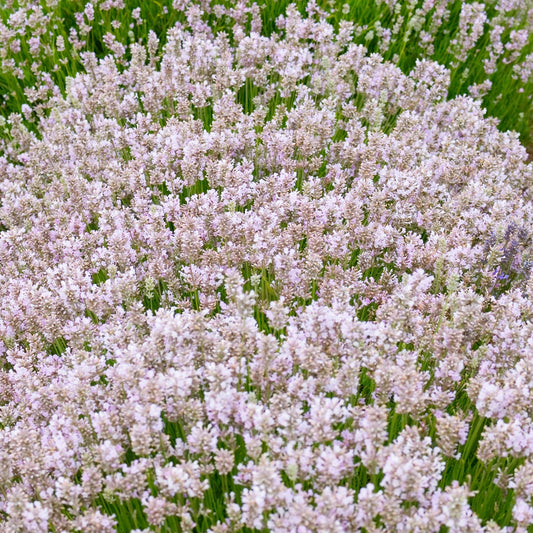 Herb - Lavender Rosea