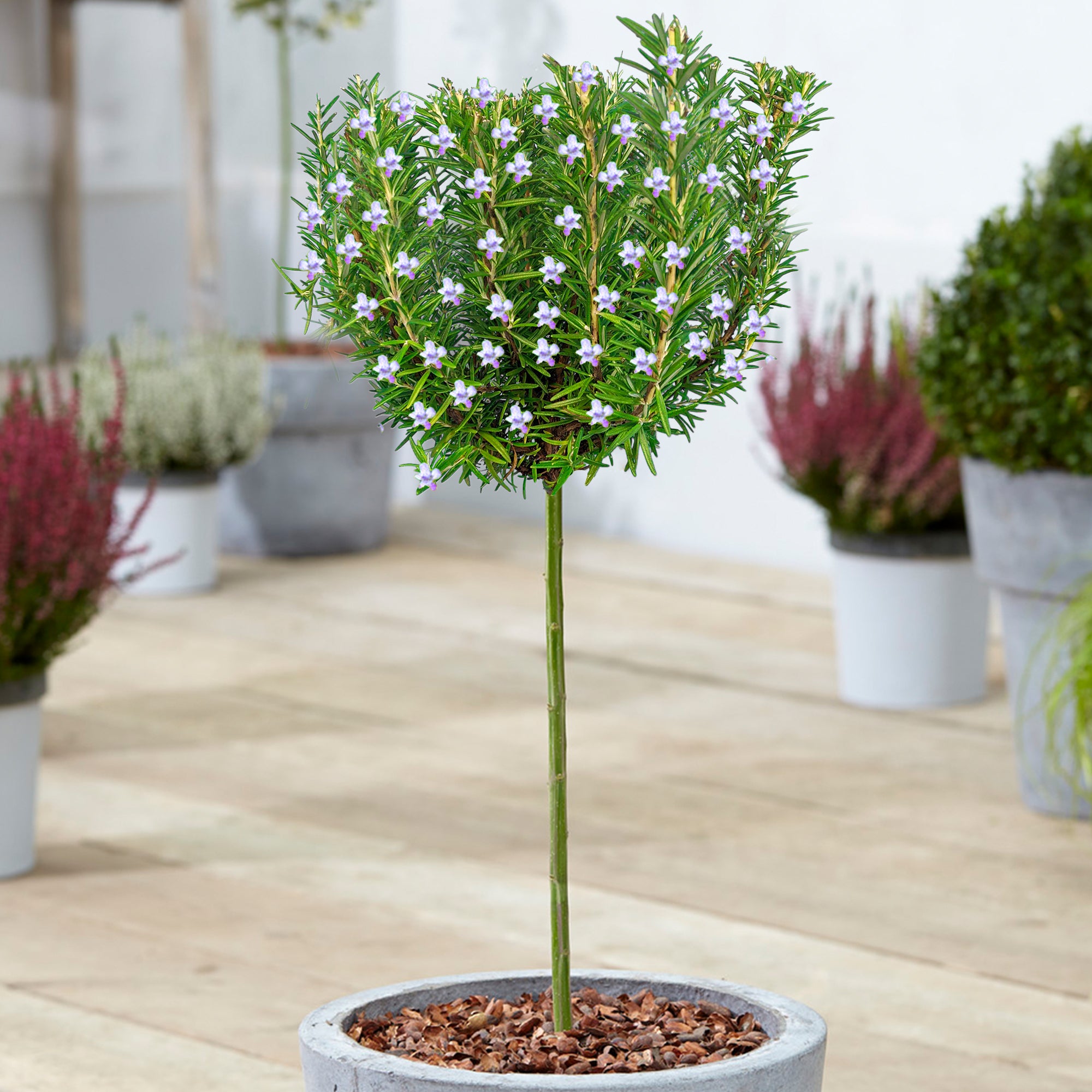 Rosmarinus Officinalis Tree – 247plants