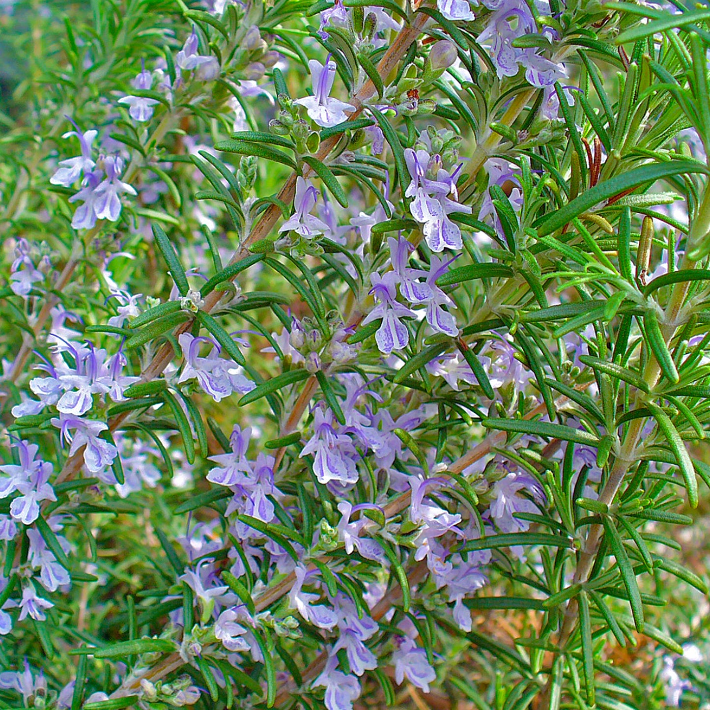 Rosmarinus Officinalis Tree