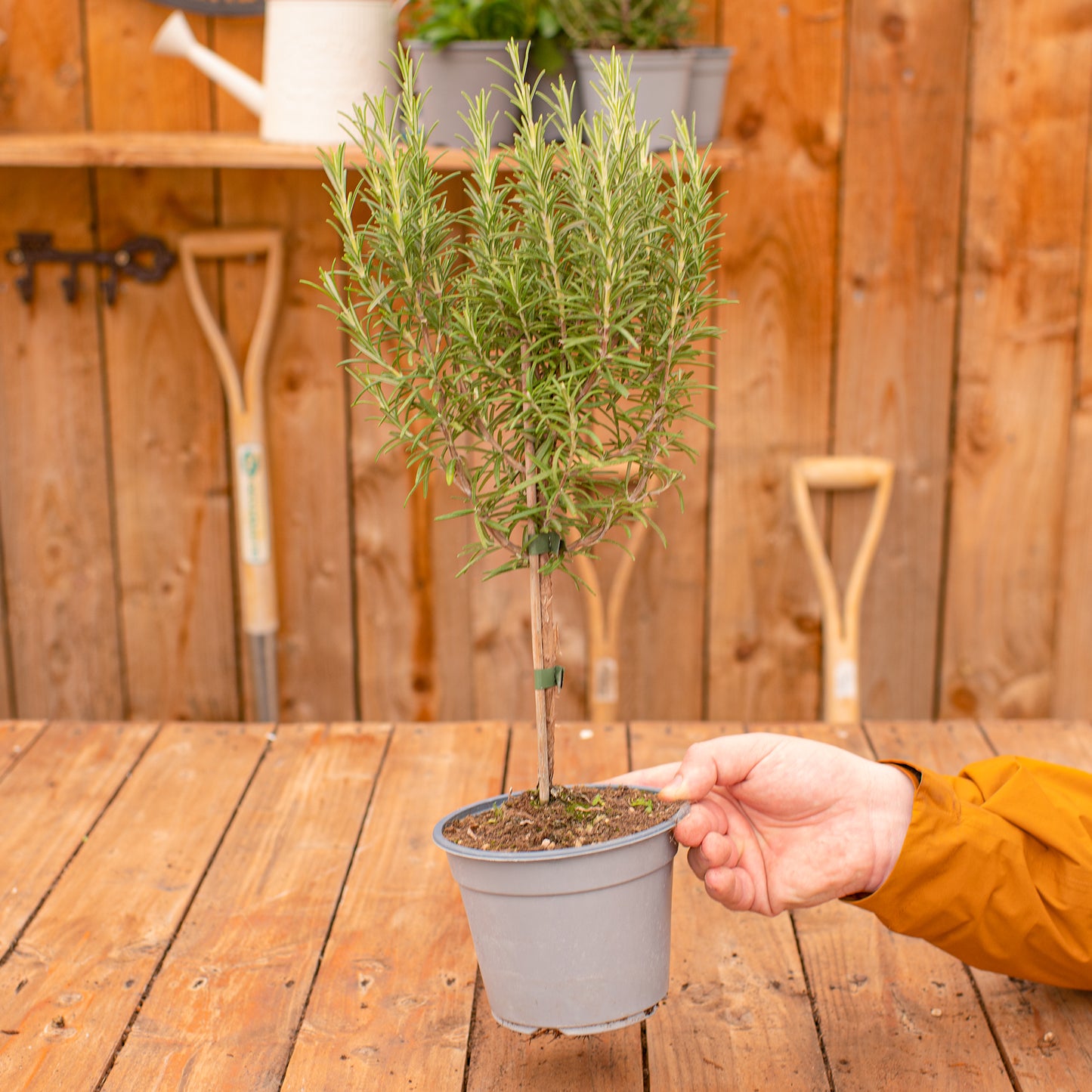 Herb - Rosemary (Standard)