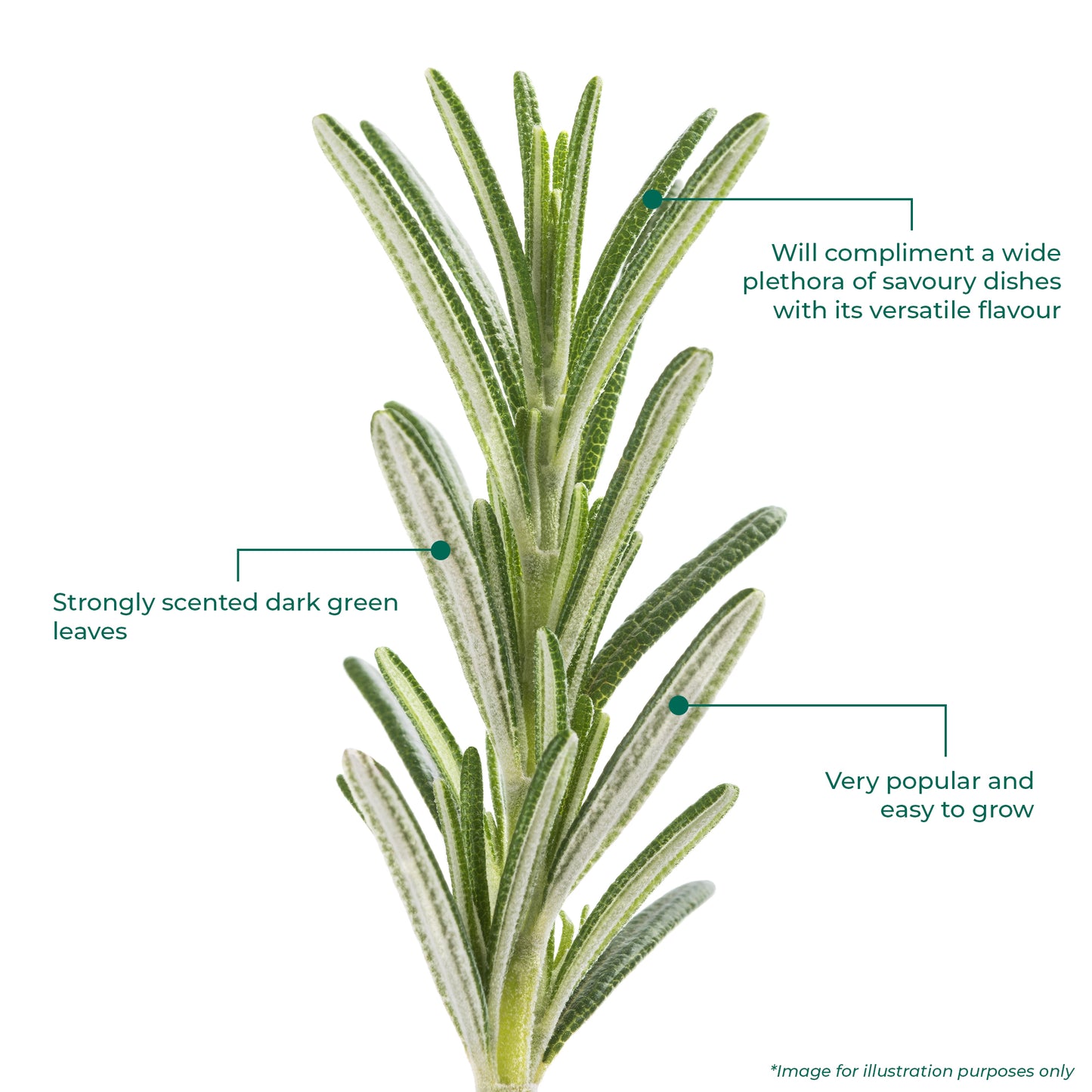 Herb - Rosemary (Standard)