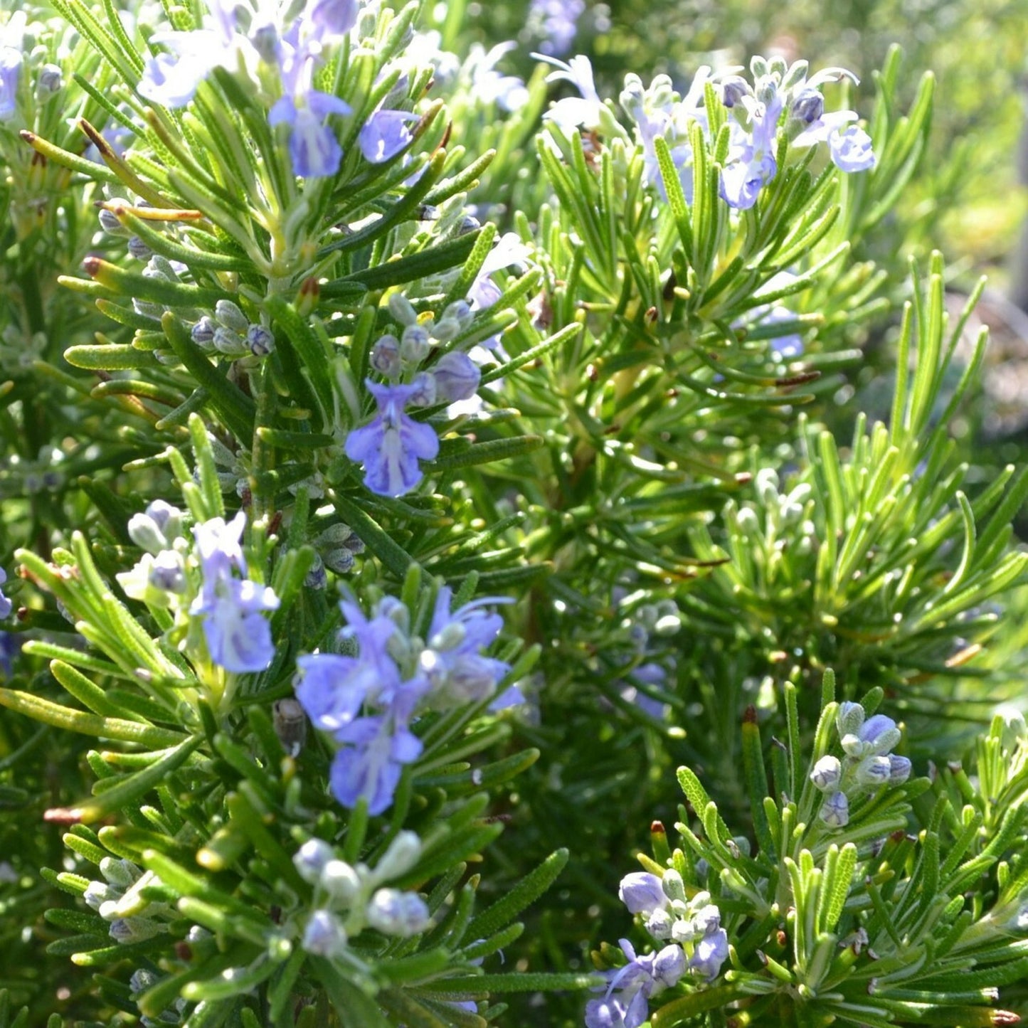 Herb - Rosemary Green Ginger