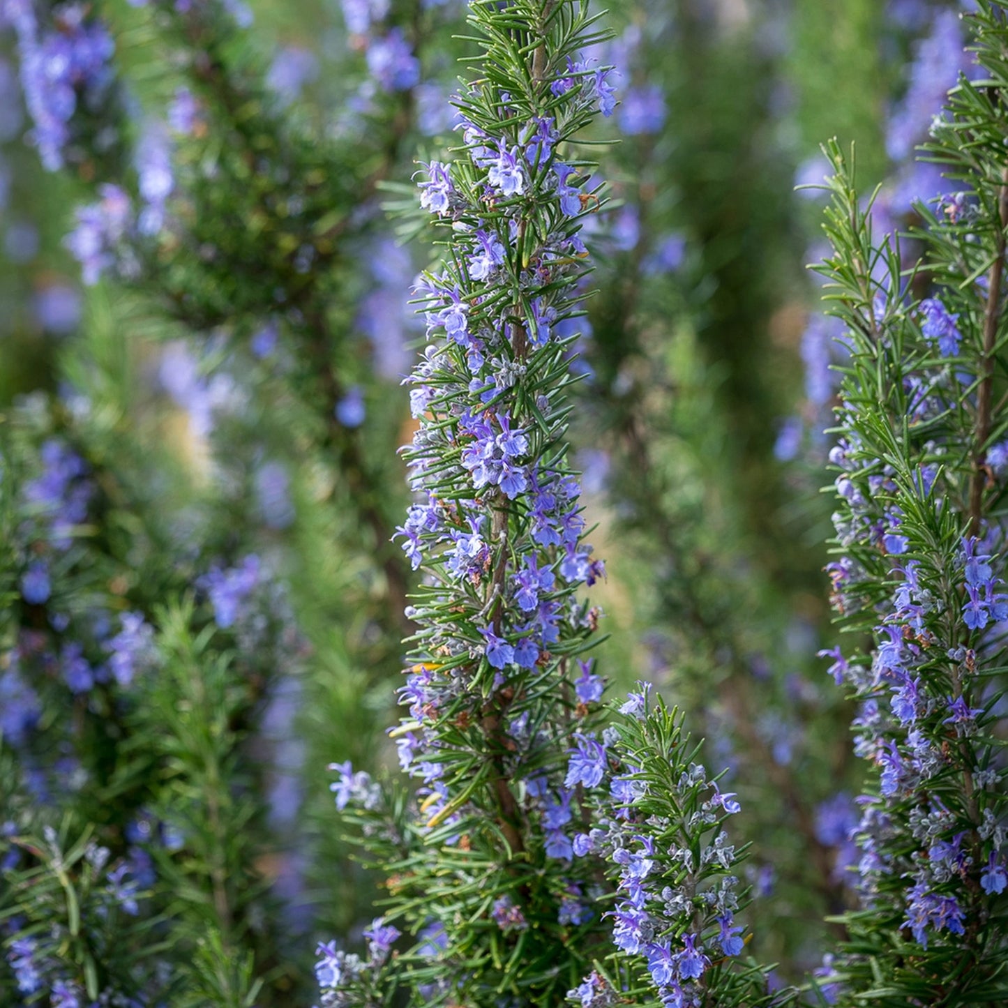 Herb - Rosemary Green Ginger