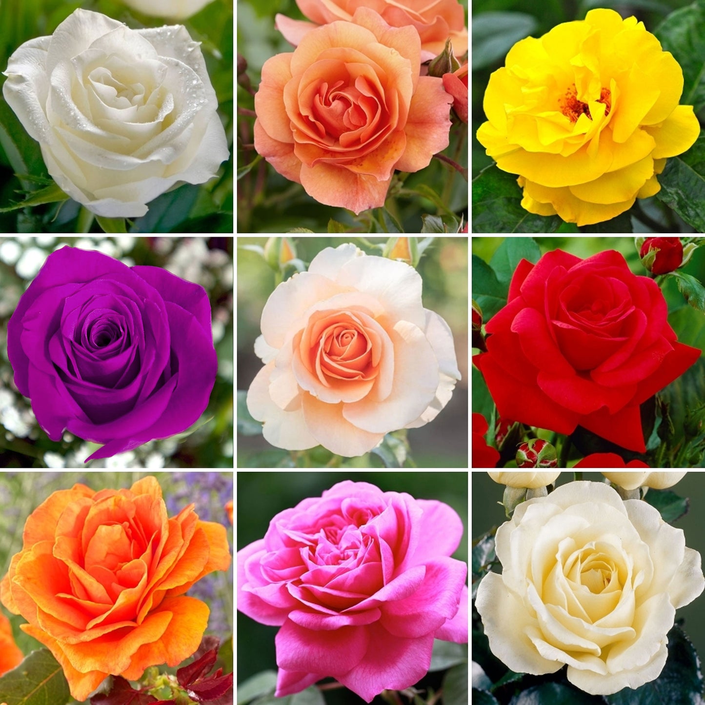 Potted Rose by Colour (Various Colours)