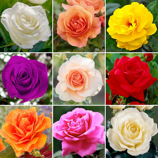 Potted Rose by Colour (Various Colours)