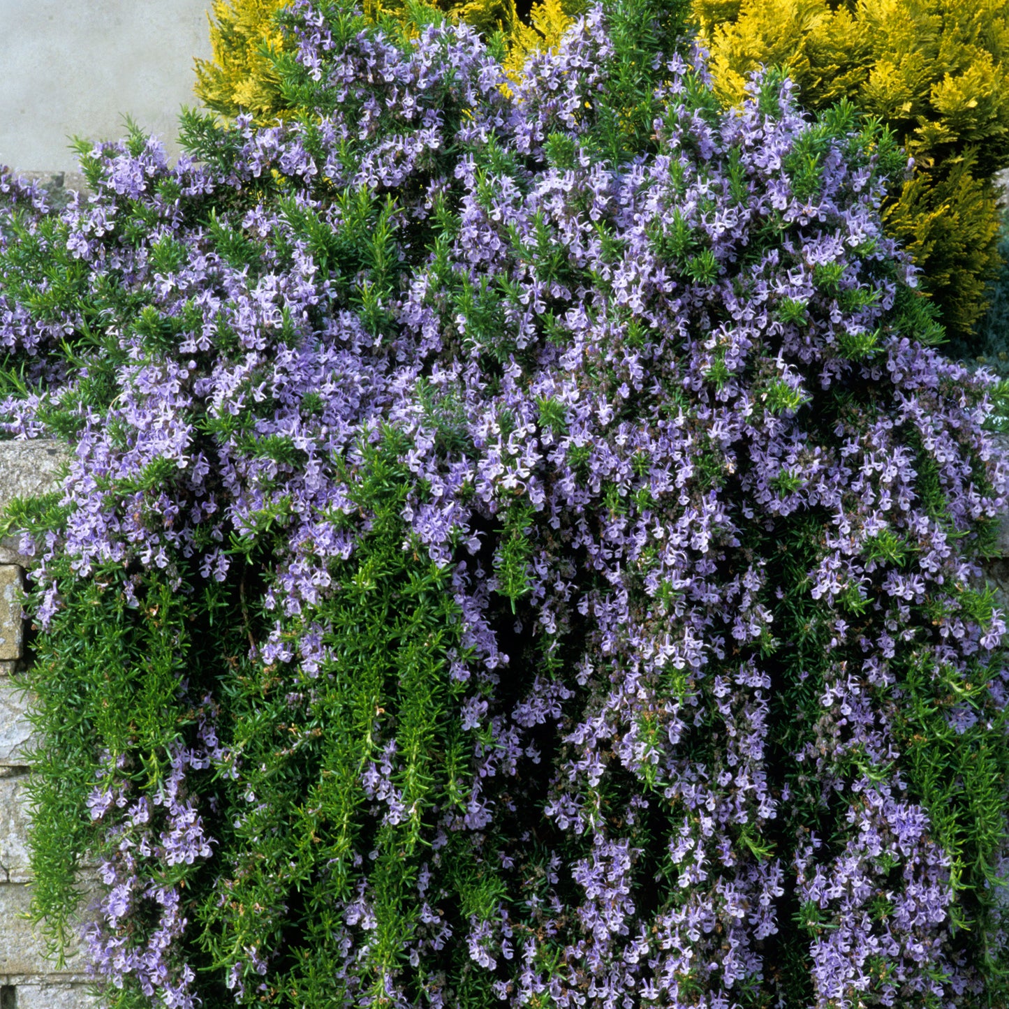 Rosmarinus Blue Lagoon