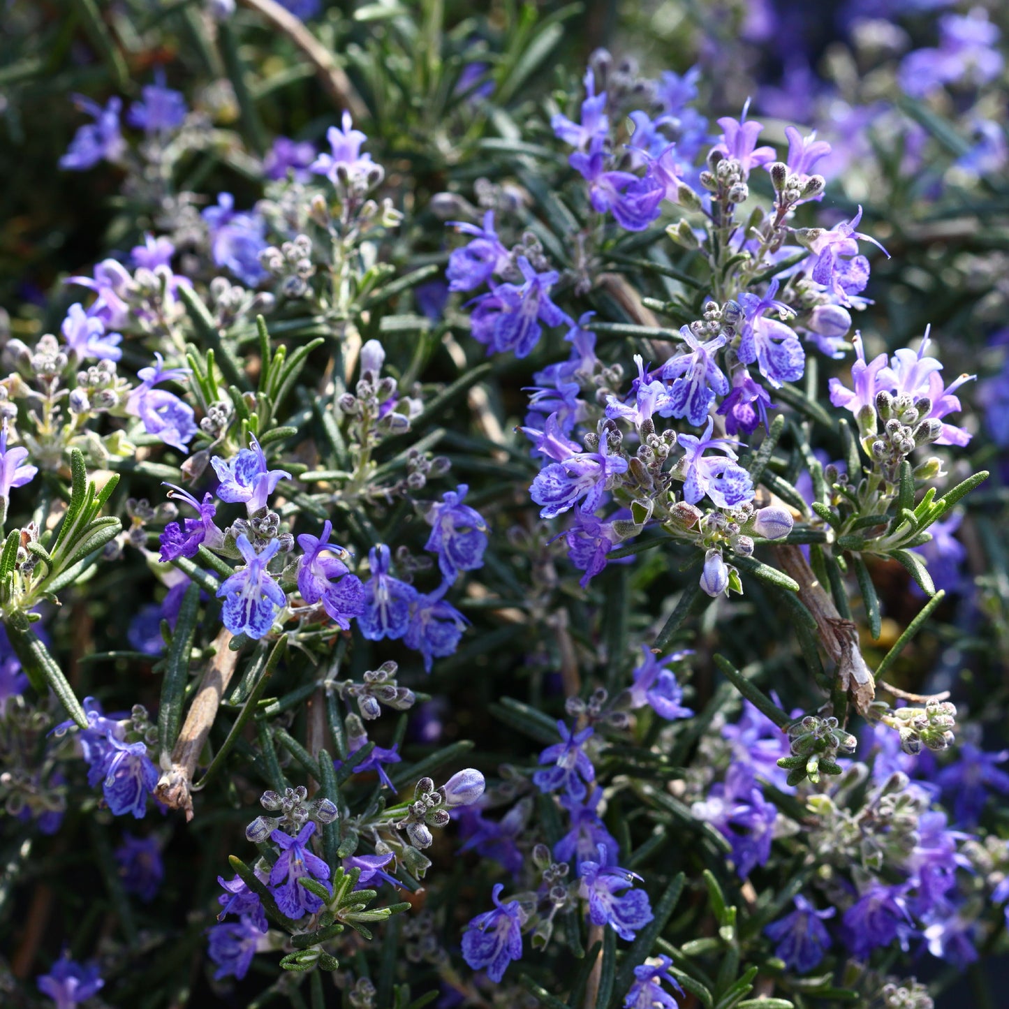 Rosmarinus Blue Lagoon