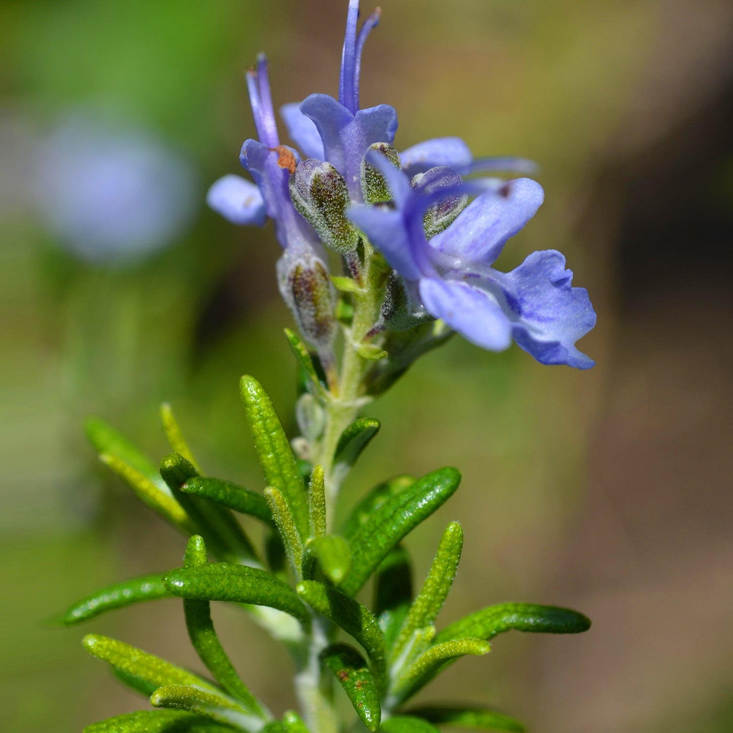 Rosmarinus Officinalis