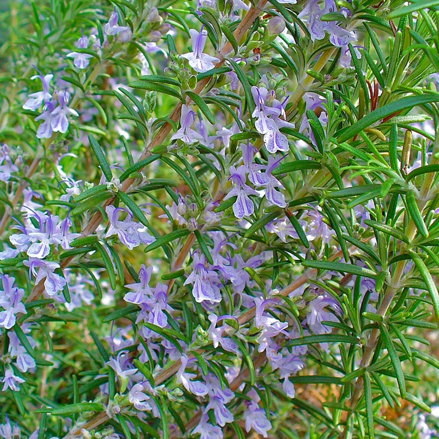 Rosmarinus Officinalis