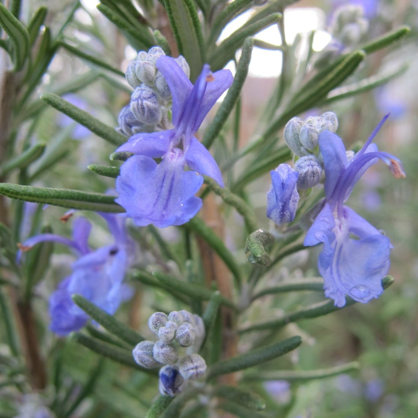 Rosmarinus Officinalis