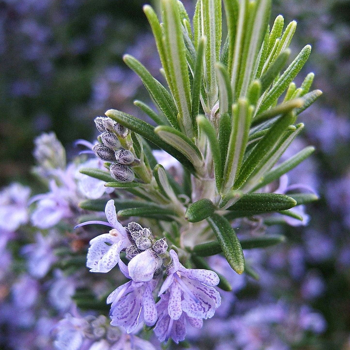 EU Rosmarinus Officinalis