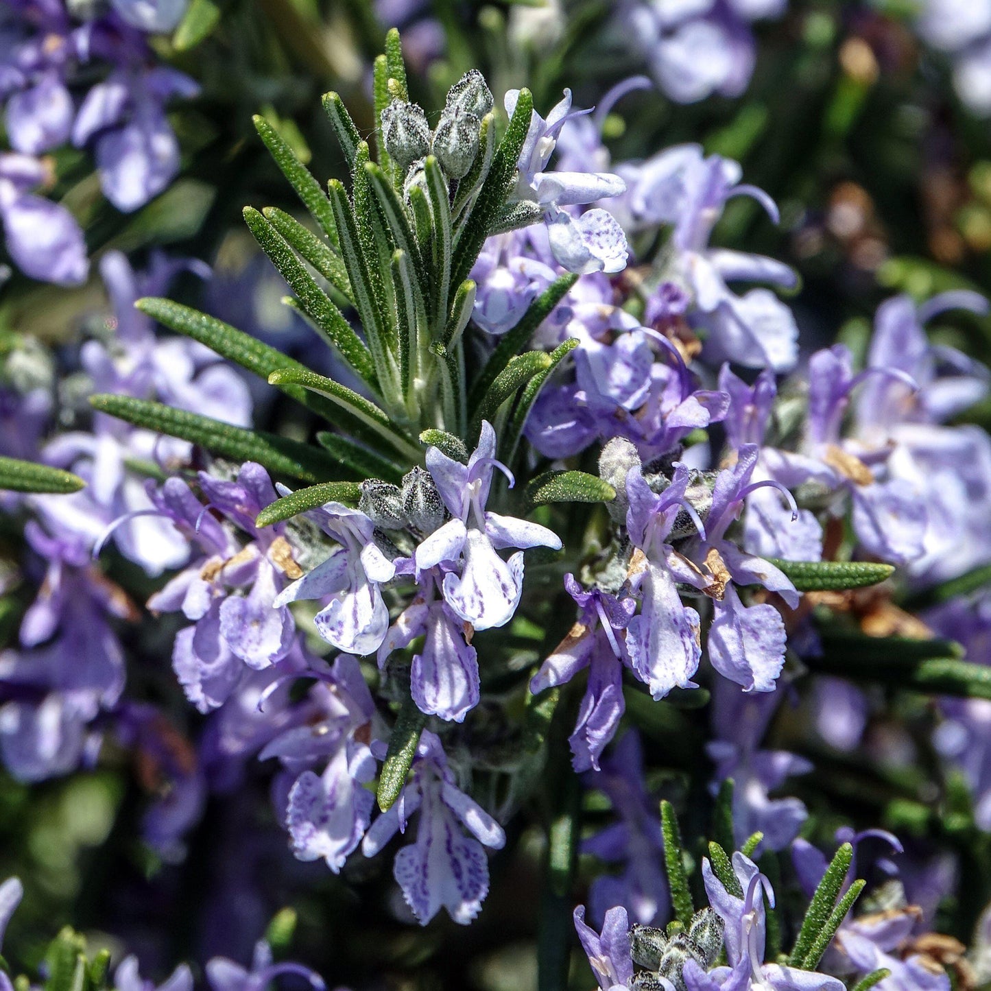 Rosmarinus Sissinghurst Blue