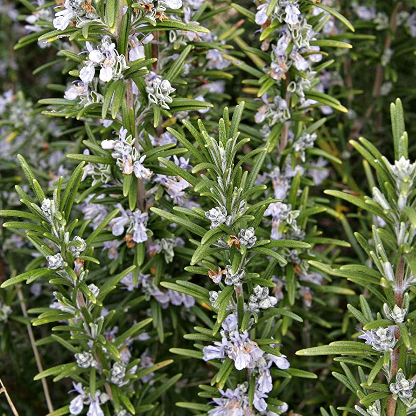 Rosmarinus Sissinghurst Blue