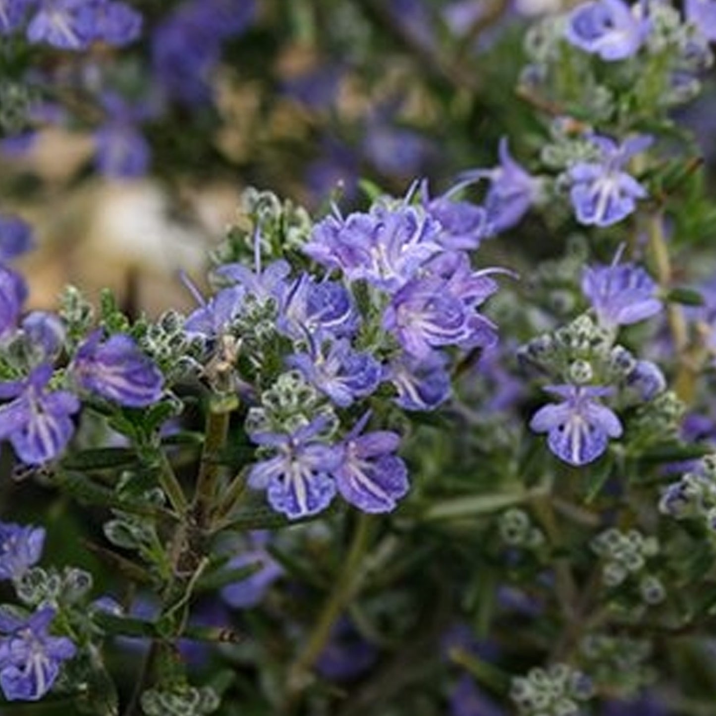 Rosmarinus Sissinghurst Blue