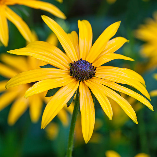 Rudbeckia Goldsturm