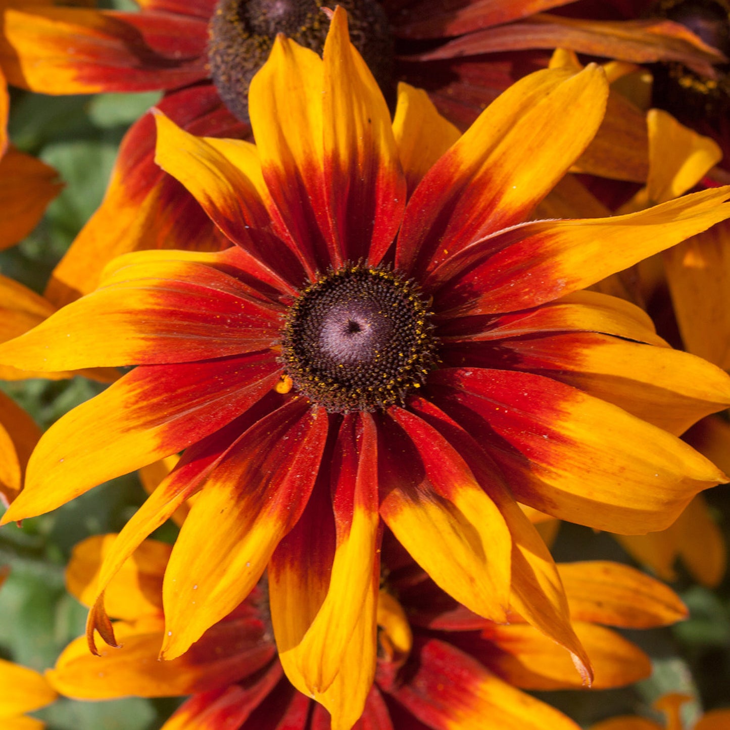 Rudbeckia SmileyZ Happy