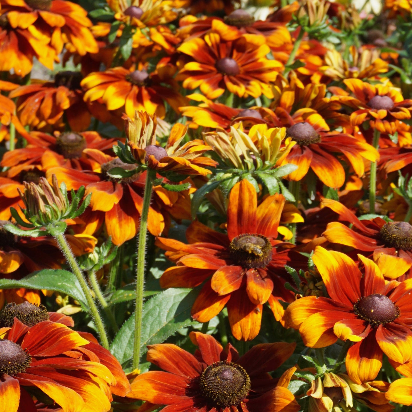 Rudbeckia SmileyZ Happy