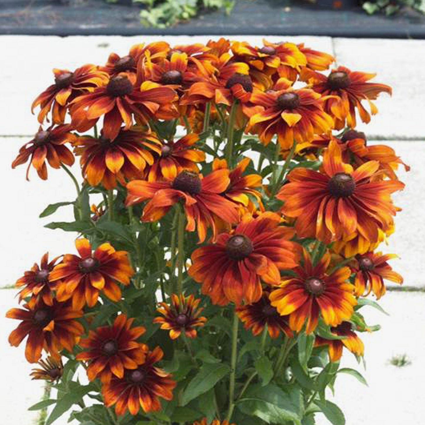 Rudbeckia SmileyZ Happy