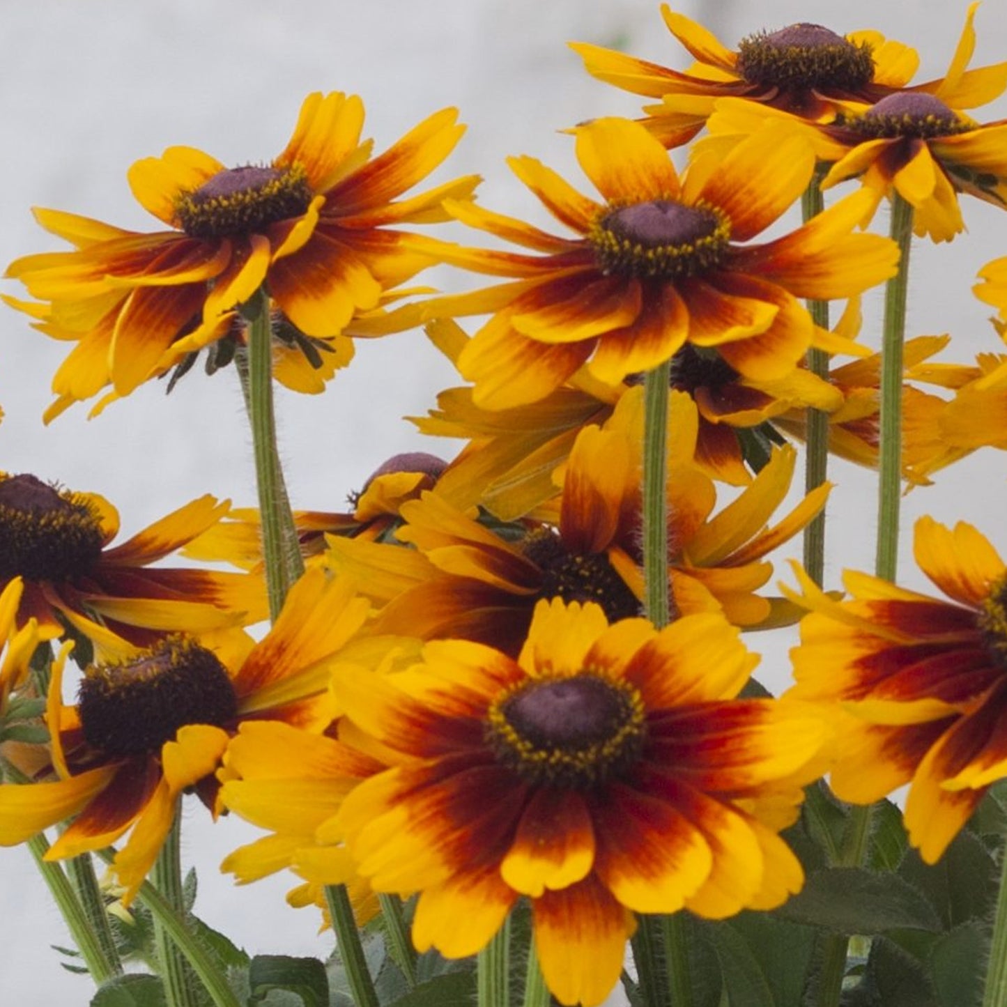 Rudbeckia SmileyZ Happy