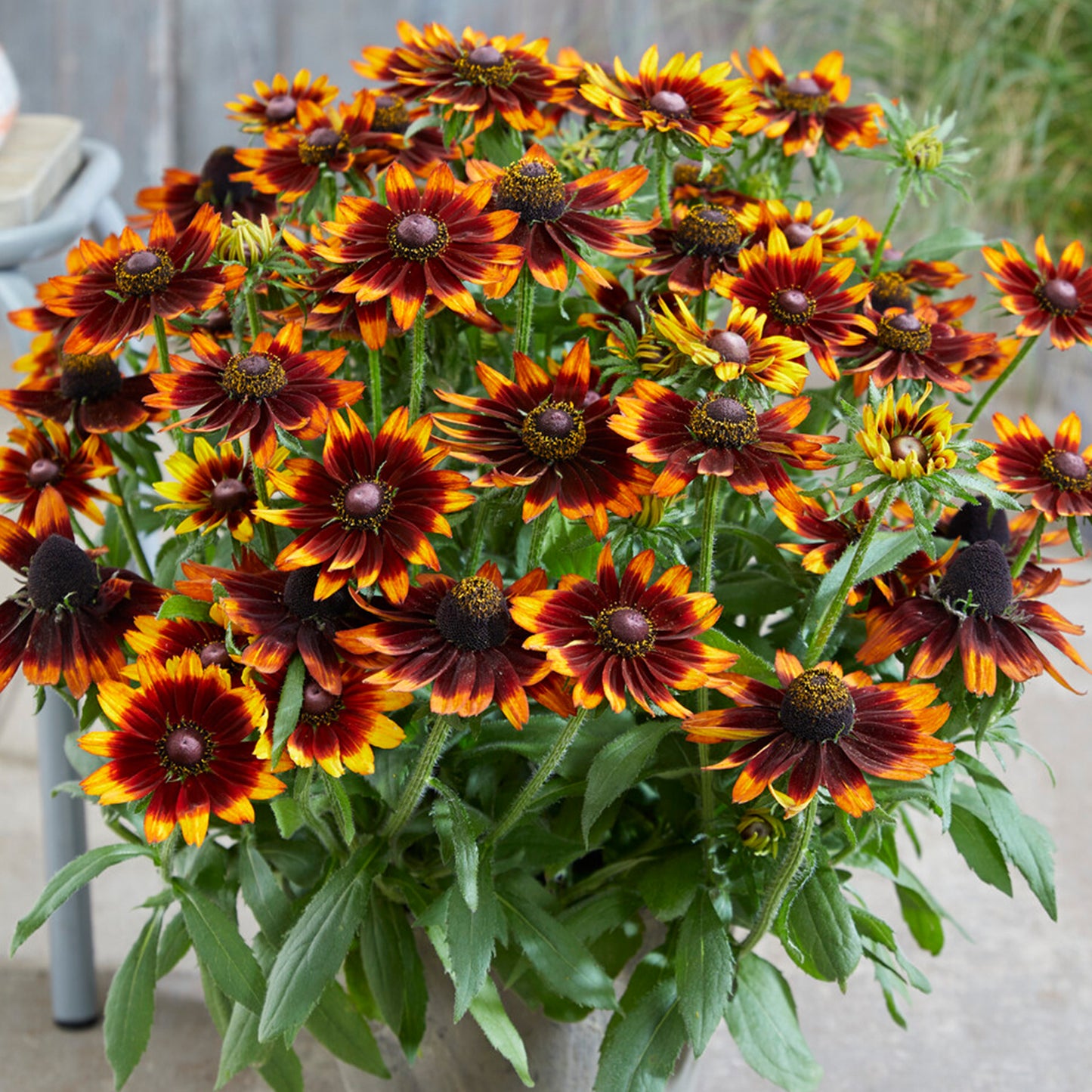 Rudbeckia SmileyZ Happy