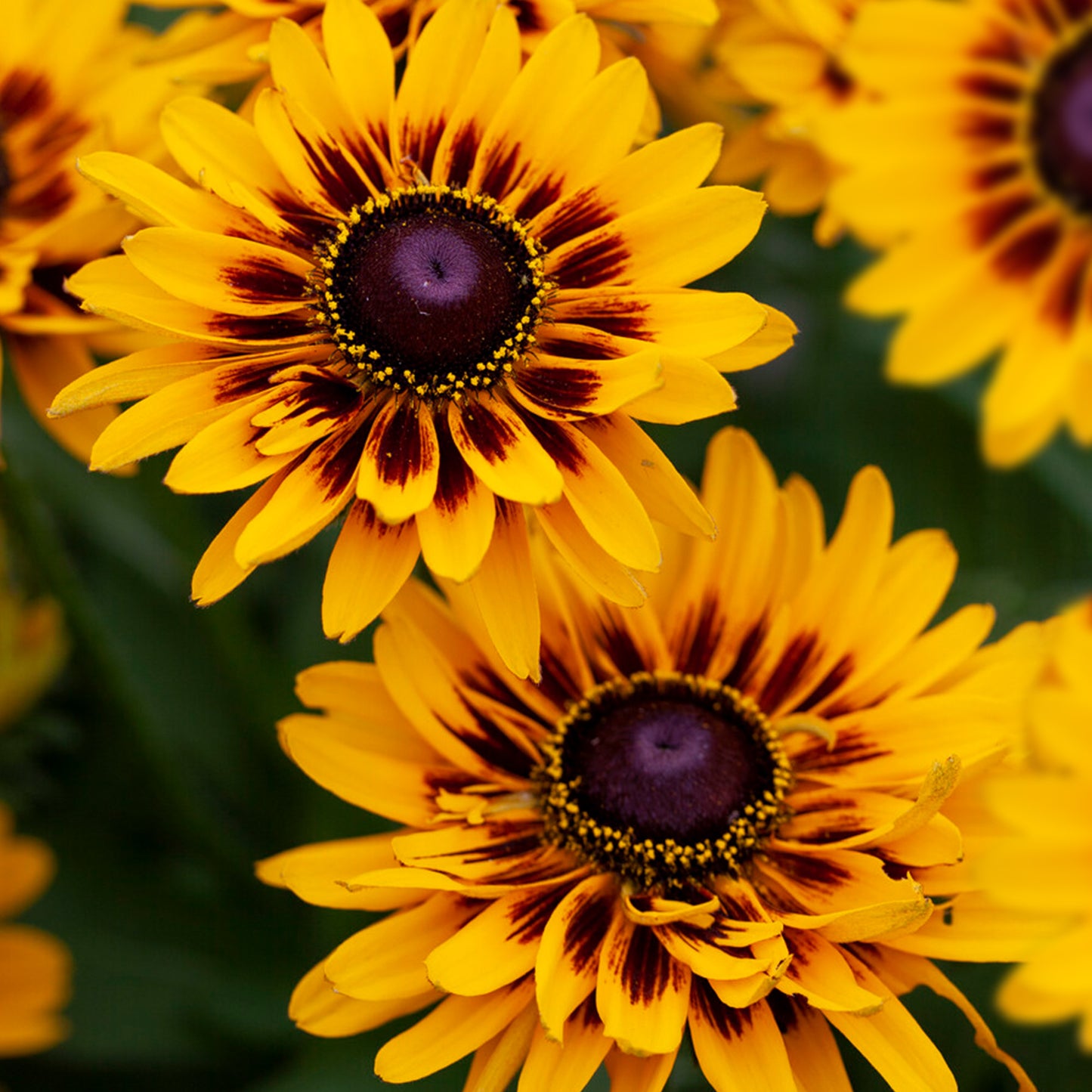 Rudbeckia SmileyZ Giggling