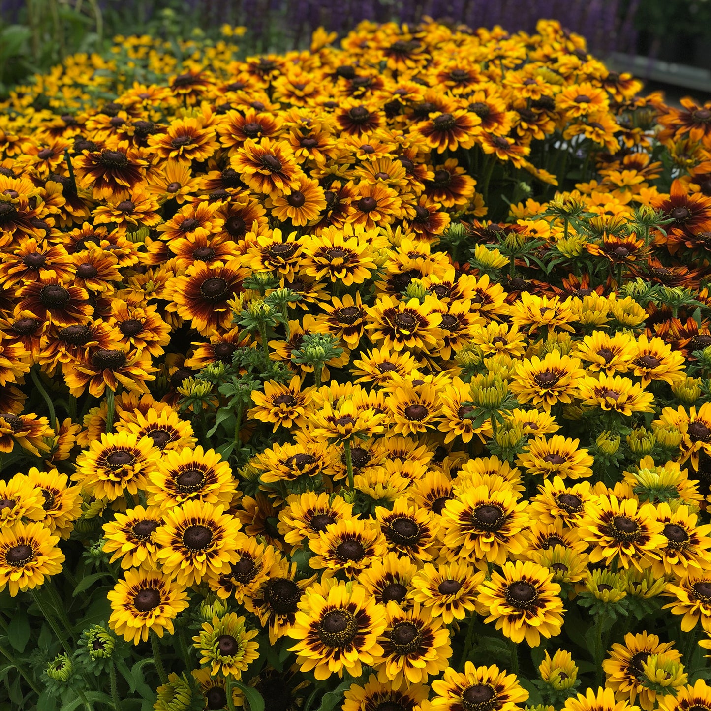 Rudbeckia SmileyZ Giggling