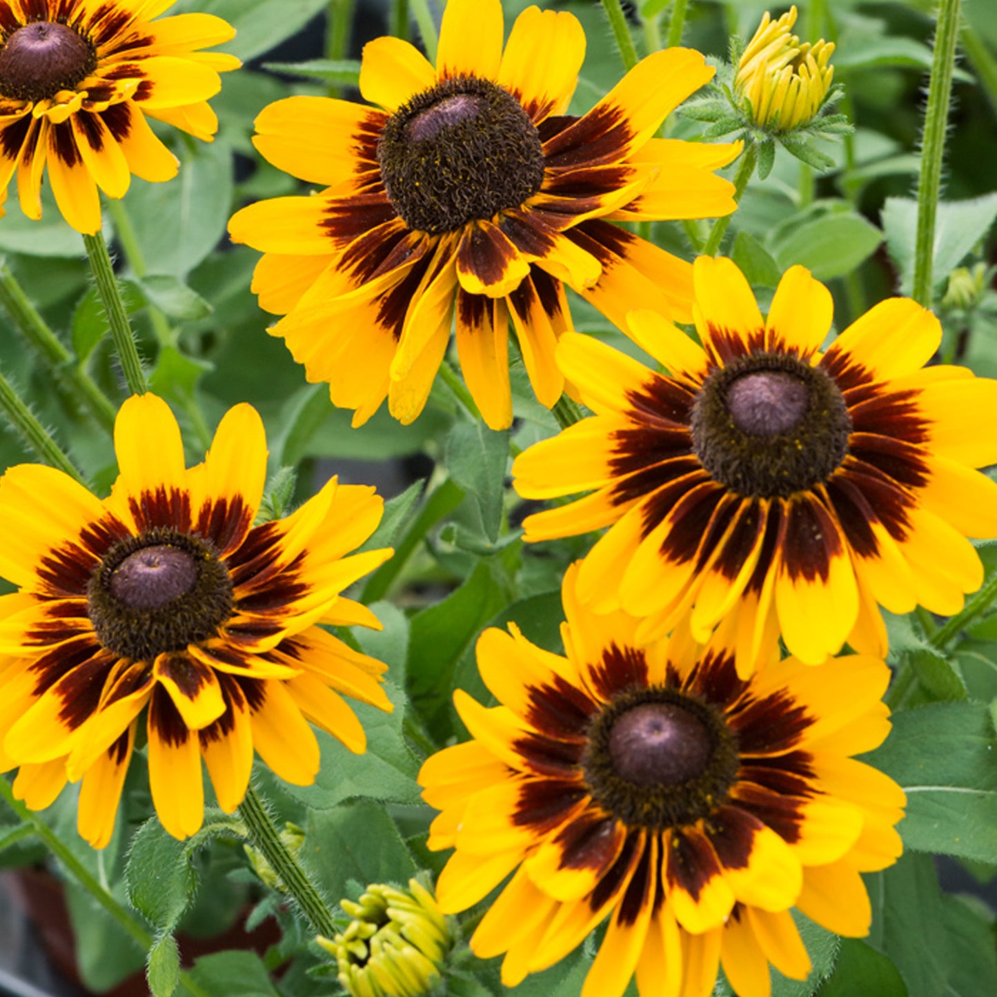 Rudbeckia SmileyZ Giggling