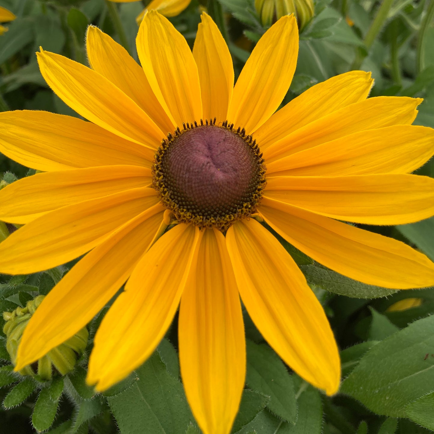 Rudbeckia Sunbeckia Victoria