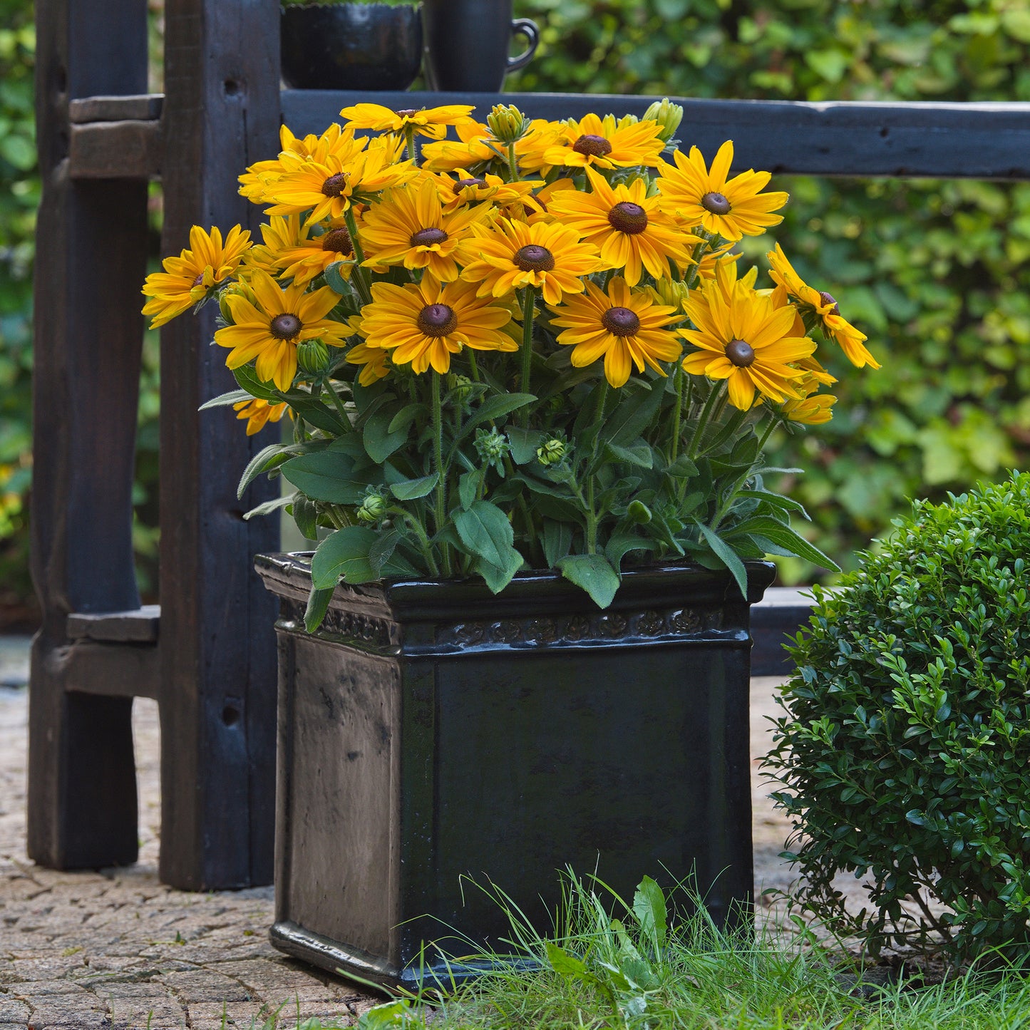 Rudbeckia Sunbeckia Victoria