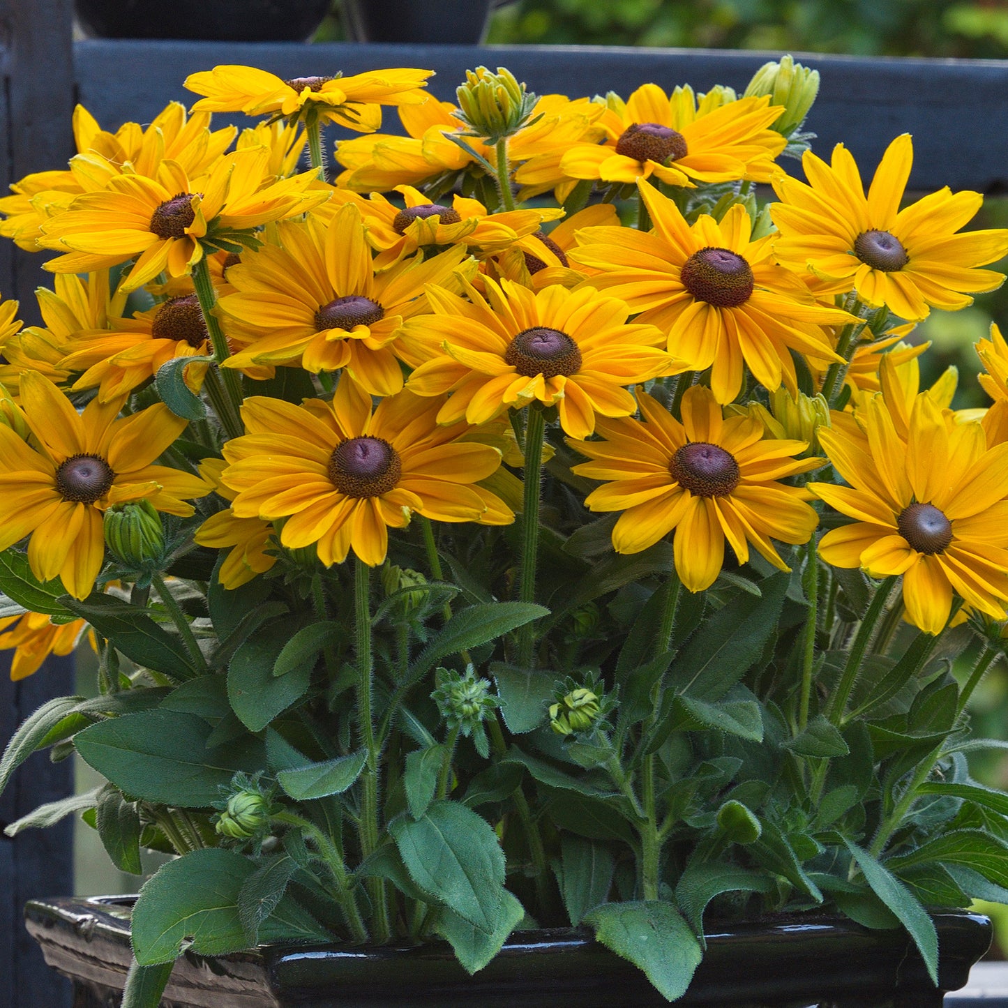 Rudbeckia Sunbeckia Victoria