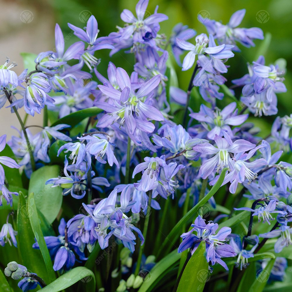 Scilla Siberica -MASTER-