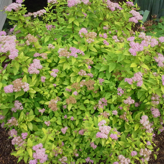 Spiraea Goldflame (9cm)