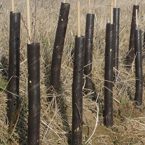 Bamboo Canes 3ft + Brown Spiral Tree Guards