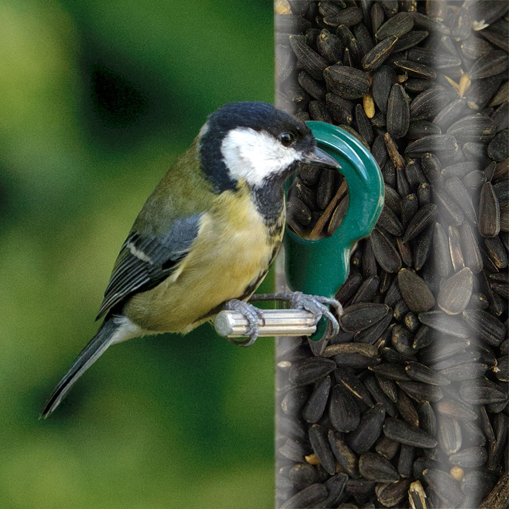 SQUAWK Black Oil Sunflower Seeds