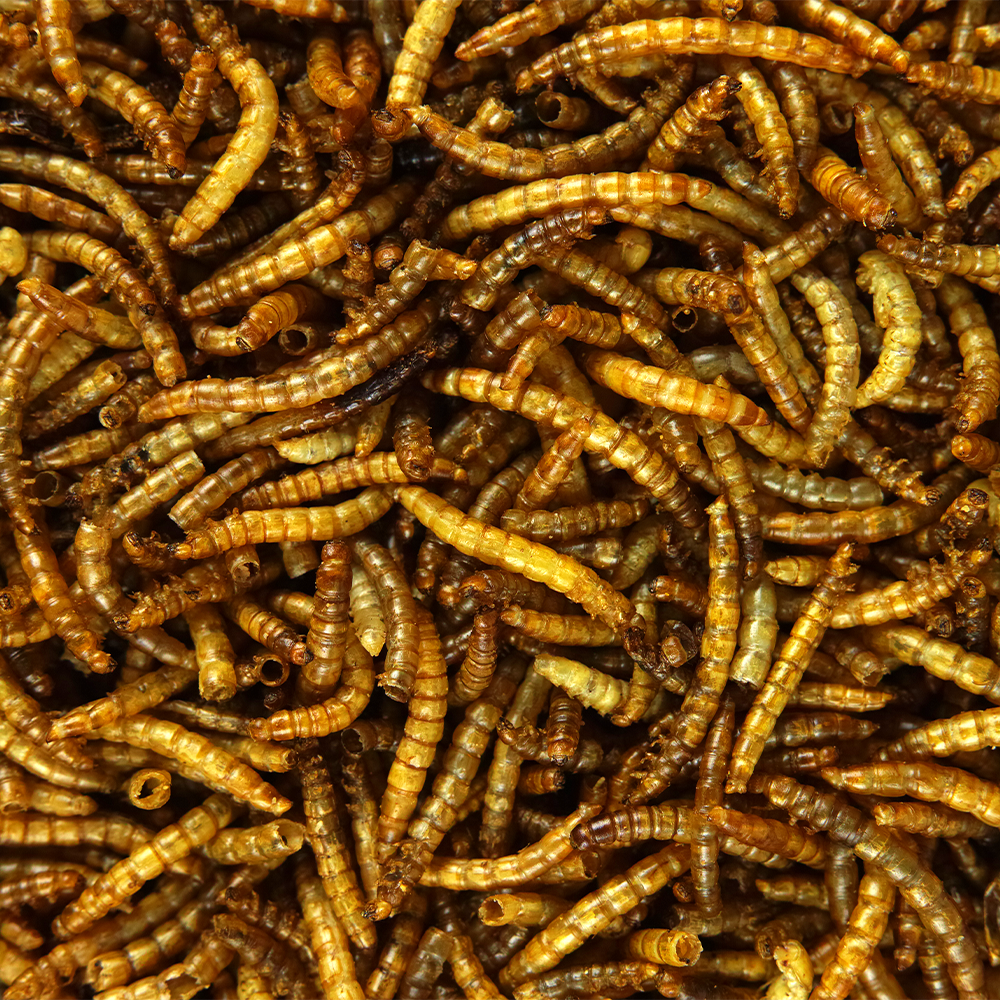 SQUAWK Dried Mealworms