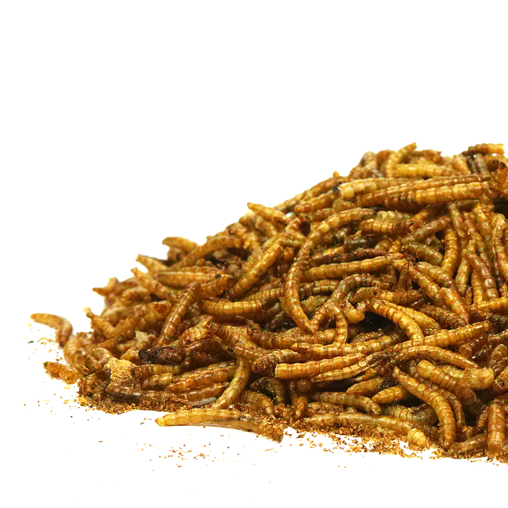 SQUAWK Dried Mealworms