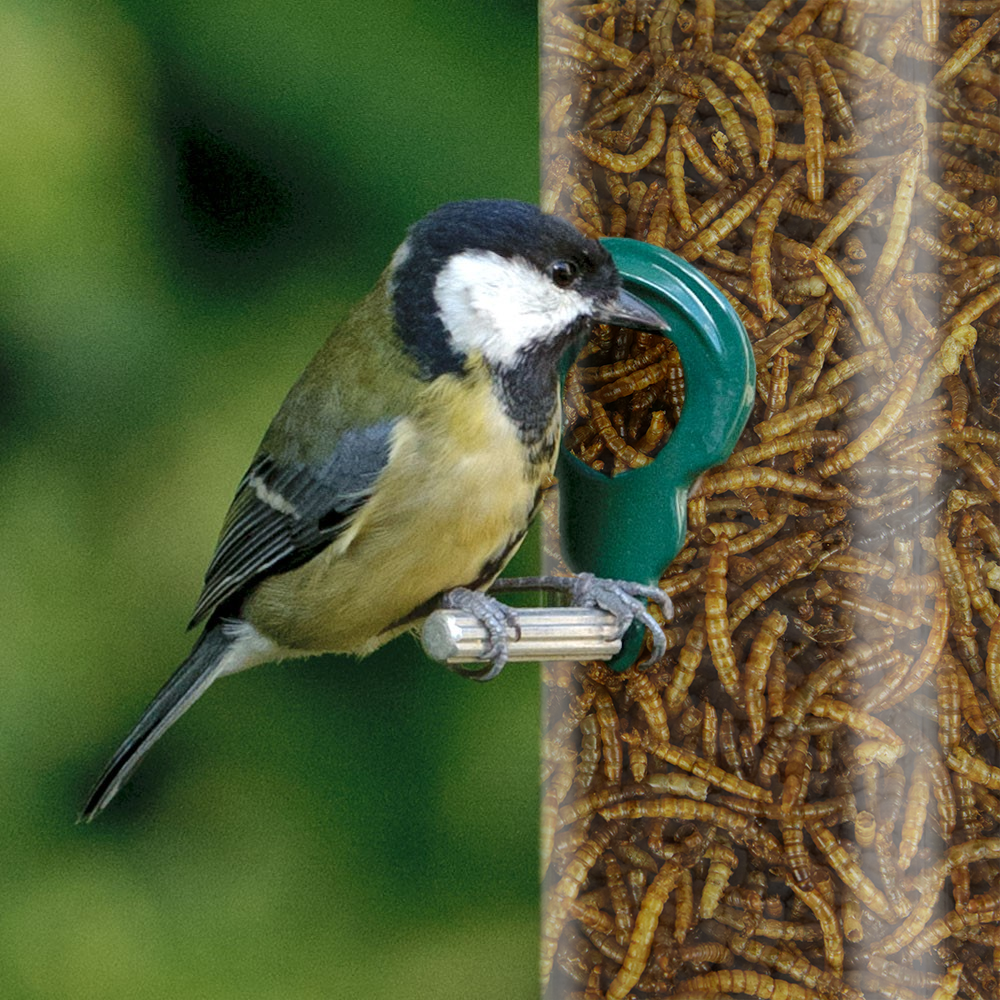 SQUAWK Dried Mealworms