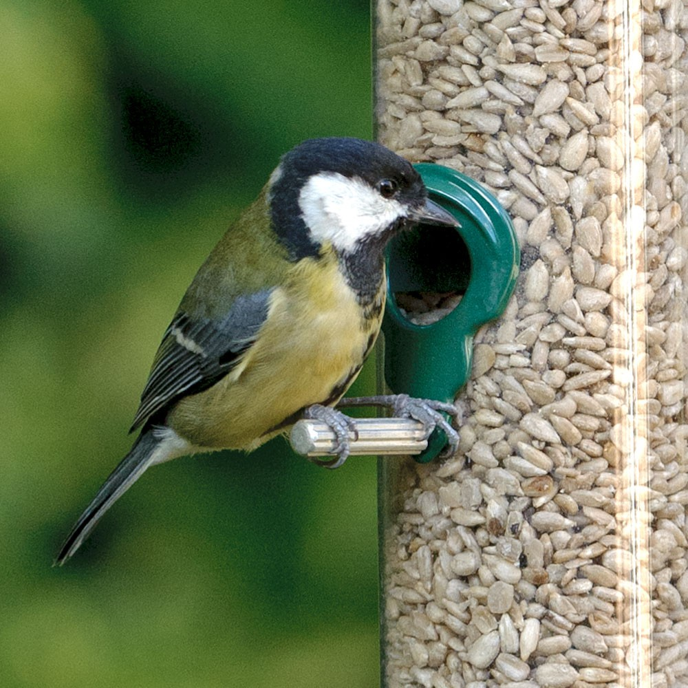 SQUAWK Sunflower Hearts