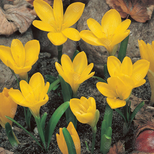 Crocus Sternbergia Lutea -MASTER-