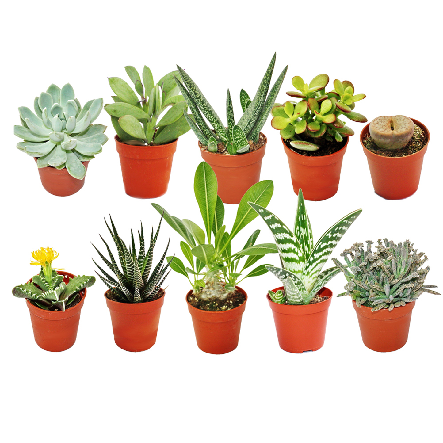 Succulent Mix  (5.5cm, 10 plants)