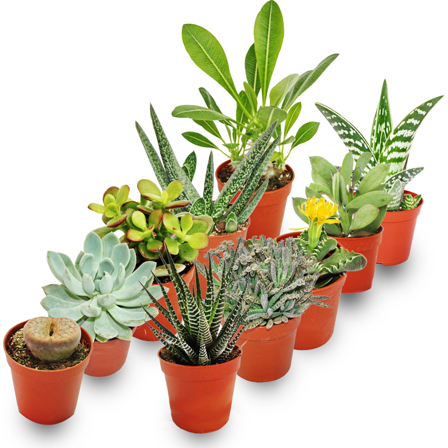 Succulent Mix  (5.5cm, 10 plants)