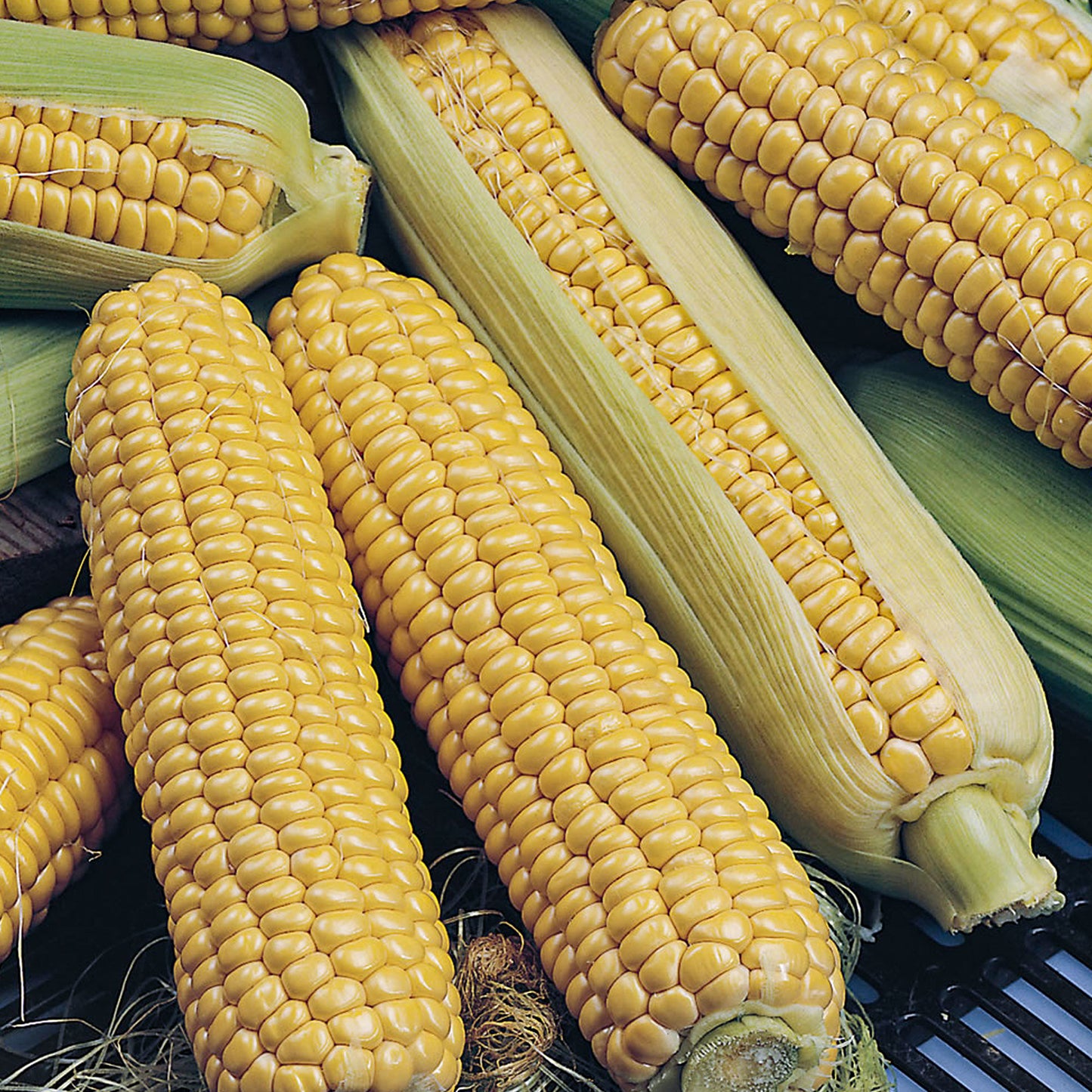 Sweetcorn Seeds - Grow your Own