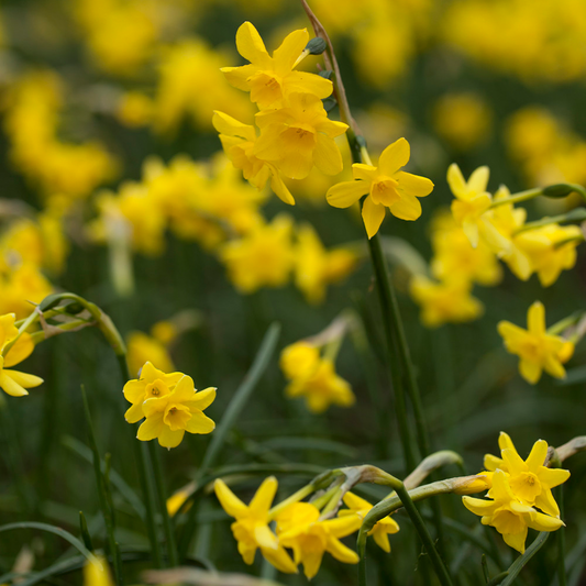 Narcissus Sabrosa -MASTER-